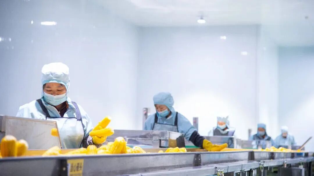 鲜食玉米香飘全国 易中易打造现代农业新名片